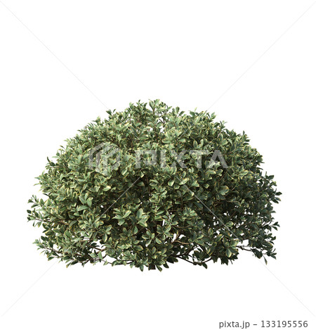 deciduous tree, isolate on a transparent background, 3d illustration 133195556