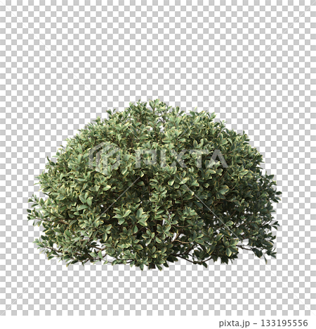 deciduous tree, isolate on a transparent background, 3d illustration 133195556
