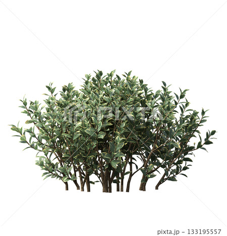deciduous tree, isolate on a transparent background, 3d illustration deciduous tree, isolate on a transparent background, 3d illustration 133195557