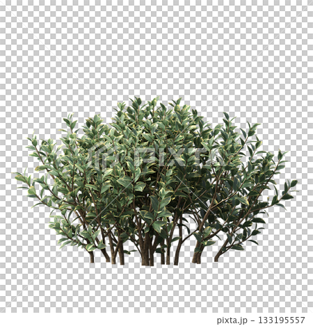 deciduous tree, isolate on a transparent background, 3d illustration deciduous tree, isolate on a transparent background, 3d illustration 133195557