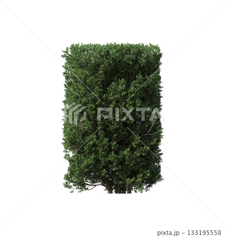 deciduous tree, isolate on a transparent background, 3d illustration 133195558