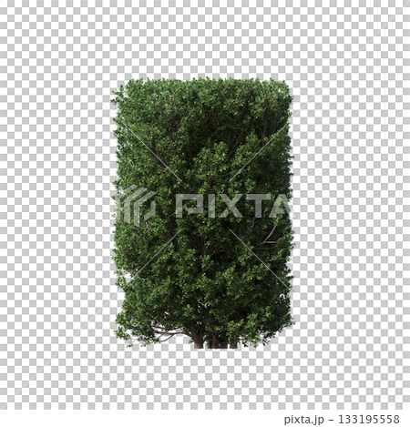 deciduous tree, isolate on a transparent background, 3d illustration 133195558