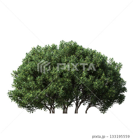 deciduous tree, isolate on a transparent background, 3d illustration 133195559