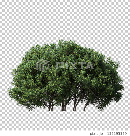 deciduous tree, isolate on a transparent background, 3d illustration 133195559