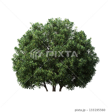 deciduous tree, isolate on a transparent background, 3d illustration deciduous tree, isolate on a transparent background, 3d illustration 133195560