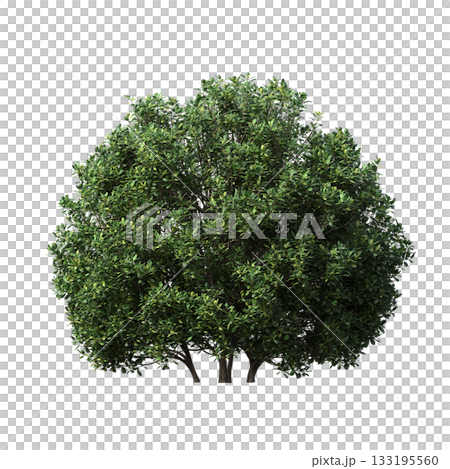 deciduous tree, isolate on a transparent background, 3d illustration deciduous tree, isolate on a transparent background, 3d illustration 133195560