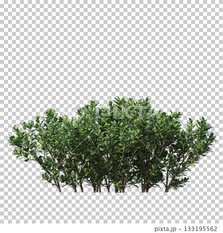deciduous tree, isolate on a transparent background, 3d illustration deciduous tree, isolate on a transparent background, 3d illustration 133195562