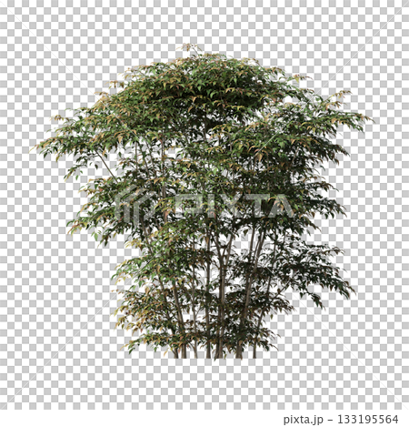 deciduous tree, isolate on a transparent background, 3d illustration 133195564
