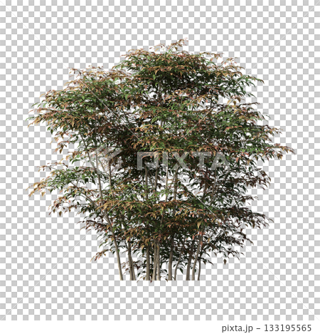 deciduous tree, isolate on a transparent background, 3d illustration 133195565
