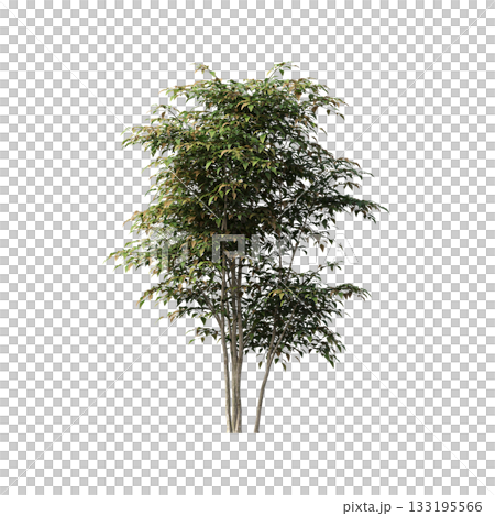 deciduous tree, isolate on a transparent background, 3d illustration 133195566