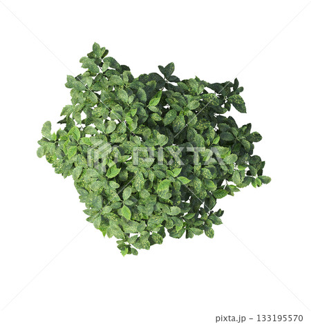 deciduous tree, isolate on a transparent background, 3d illustration 133195570