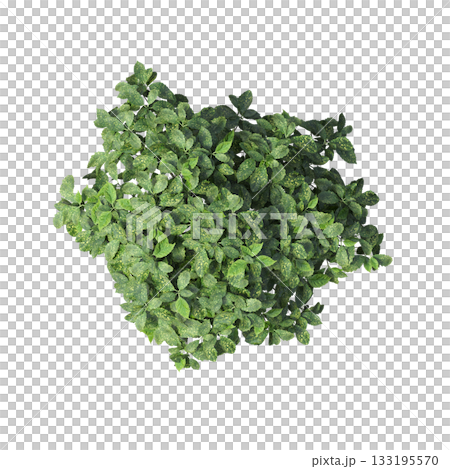 deciduous tree, isolate on a transparent background, 3d illustration 133195570