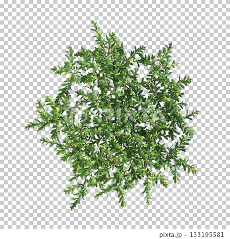 deciduous tree, isolate on a transparent background, 3d illustration 133195581