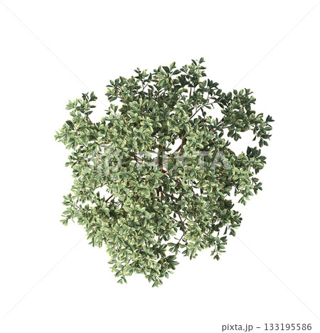 deciduous tree, isolate on a transparent background, 3d illustration deciduous tree, isolate on a transparent background, 3d illustration 133195586
