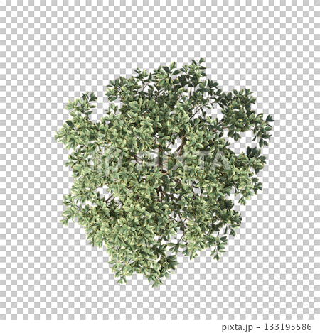 deciduous tree, isolate on a transparent background, 3d illustration deciduous tree, isolate on a transparent background, 3d illustration 133195586