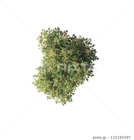 deciduous tree, isolate on a transparent background, 3d illustration deciduous tree, isolate on a transparent background, 3d illustration 133195597