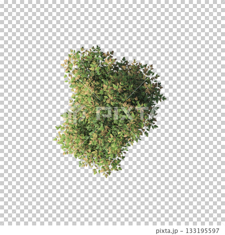 deciduous tree, isolate on a transparent background, 3d illustration deciduous tree, isolate on a transparent background, 3d illustration 133195597
