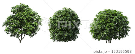 deciduous tree, isolate on a transparent background, 3d illustration deciduous tree, isolate on a transparent background, 3d illustration 133195598