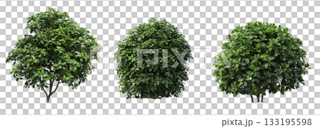 deciduous tree, isolate on a transparent background, 3d illustration deciduous tree, isolate on a transparent background, 3d illustration 133195598