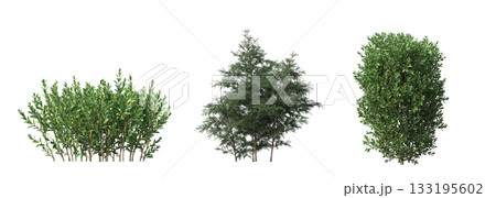 deciduous tree, isolate on a transparent background, 3d illustration 133195602