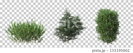 deciduous tree, isolate on a transparent background, 3d illustration 133195602