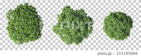 deciduous tree, isolate on a transparent background, 3d illustration deciduous tree, isolate on a transparent background, 3d illustration 133195608