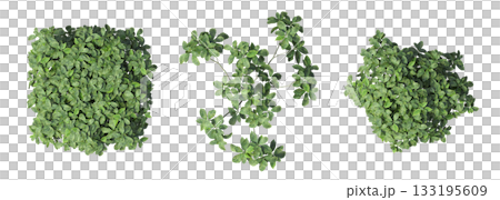 deciduous tree, isolate on a transparent background, 3d illustration deciduous tree, isolate on a transparent background, 3d illustration 133195609