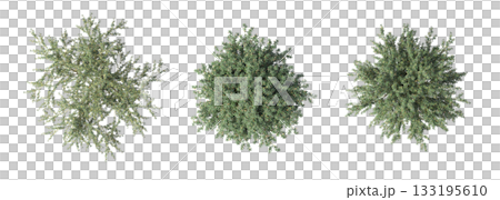 deciduous tree, isolate on a transparent background, 3d illustration deciduous tree, isolate on a transparent background, 3d illustration 133195610