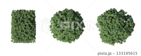 deciduous tree, isolate on a transparent background, 3d illustration deciduous tree, isolate on a transparent background, 3d illustration 133195615