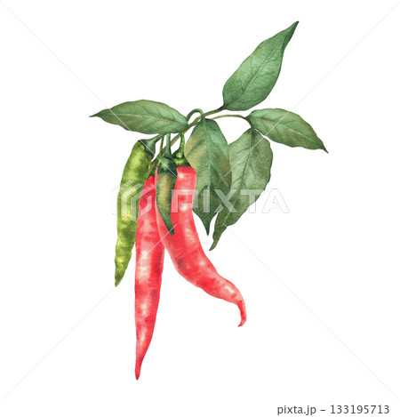 Chilli pepper plant branch. Watercolor Green and red hot pods vegetables with leaves. Hand drawn illustrations. Ripe and unripe paprika spice for food, product label design. Isolated from background 133195713