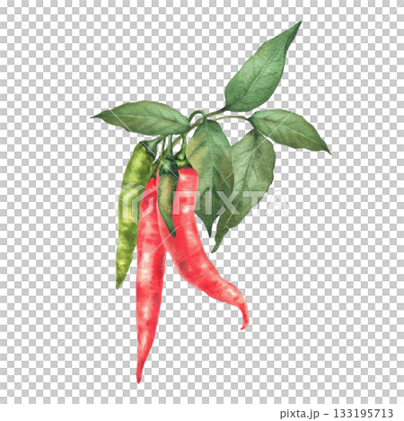 Chilli pepper plant branch. Watercolor Green and red hot pods vegetables with leaves. Hand drawn illustrations. Ripe and unripe paprika spice for food, product label design. Isolated from background 133195713