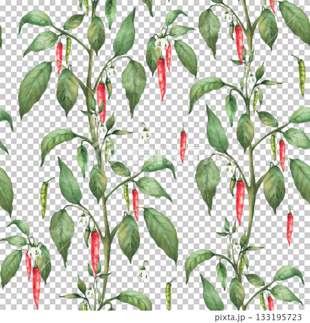 Chili pepper plant with flowers red end green pepper pods and leaves seamless pattern. Hand drawn watercolor illustration. Hot spicy garden vegetables for fabric, gardening. Isolated from background Chili pepper plant with flowers red end green pepper pods and leaves seamless pattern. Hand drawn watercolor illustration. Hot spicy garden vegetables for fabric, gardening. Isolated from background 133195723