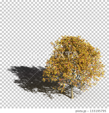 large tree with a shadow under it, isolated on a transparent background, 3D illustration, cg render 133195795