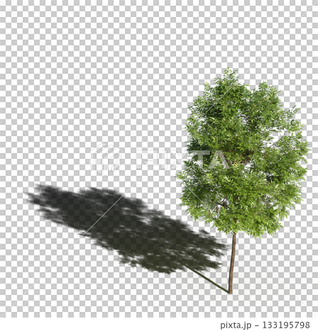 large tree with a shadow under it, isolated on a transparent background, 3D illustration, cg render large tree with a shadow under it, isolated on a transparent background, 3D illustration, cg render 133195798