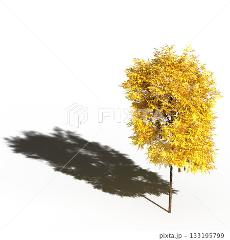 large tree with a shadow under it, isolated on a transparent background, 3D illustration, cg render 133195799