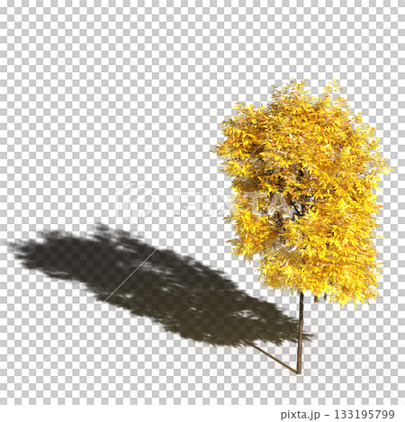 large tree with a shadow under it, isolated on a transparent background, 3D illustration, cg render 133195799