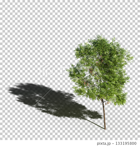 large tree with a shadow under it, isolated on a transparent background, 3D illustration, cg render large tree with a shadow under it, isolated on a transparent background, 3D illustration, cg render 133195800
