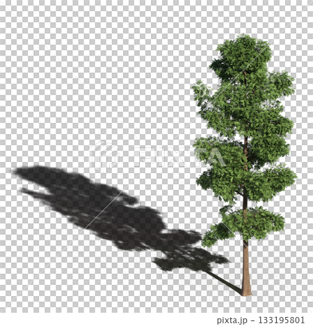large tree with a shadow under it, isolated on a transparent background, 3D illustration, cg render large tree with a shadow under it, isolated on a transparent background, 3D illustration, cg render 133195801