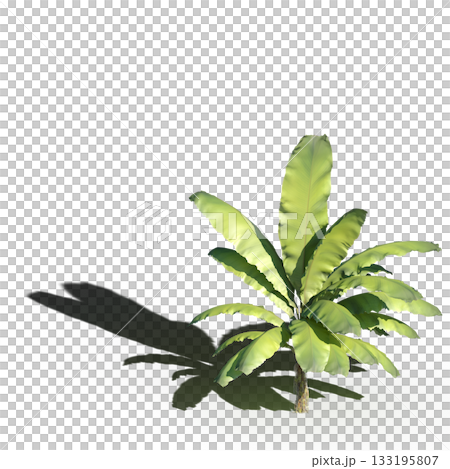 large tree with a shadow under it, isolated on a transparent background, 3D illustration, cg render large tree with a shadow under it, isolated on a transparent background, 3D illustration, cg render 133195807