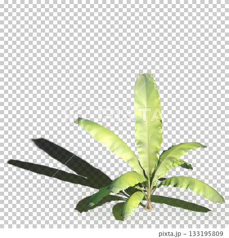 large tree with a shadow under it, isolated on a transparent background, 3D illustration, cg render 133195809