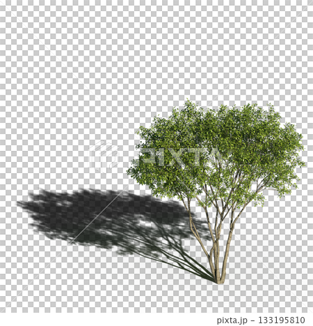 large tree with a shadow under it, isolated on a transparent background, 3D illustration, cg render 133195810