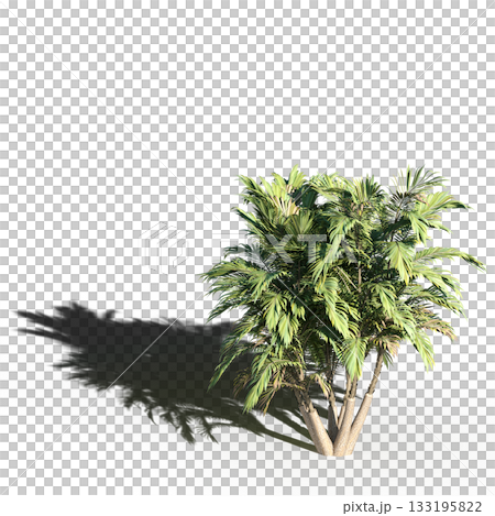 large tree with a shadow under it, isolated on a transparent background, 3D illustration, cg render 133195822