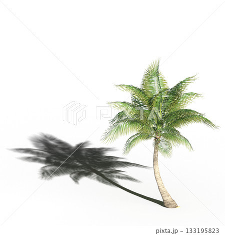 large tree with a shadow under it, isolated on a transparent background, 3D illustration, cg render 133195823