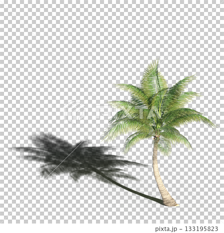 large tree with a shadow under it, isolated on a transparent background, 3D illustration, cg render 133195823