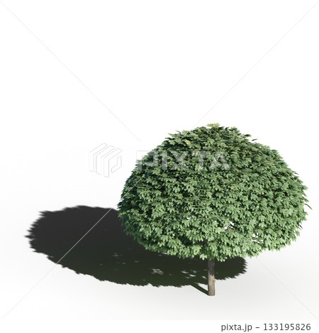 large tree with a shadow under it, isolated on a transparent background, 3D illustration, cg render large tree with a shadow under it, isolated on a transparent background, 3D illustration, cg render 133195826