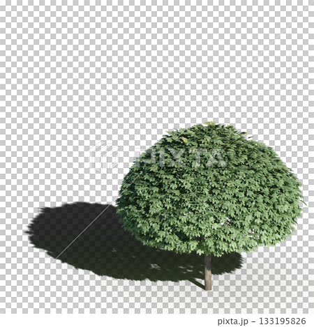 large tree with a shadow under it, isolated on a transparent background, 3D illustration, cg render large tree with a shadow under it, isolated on a transparent background, 3D illustration, cg render 133195826