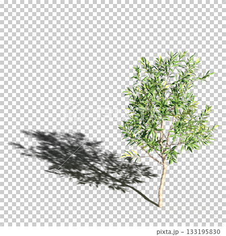 large tree with a shadow under it, isolated on a transparent background, 3D illustration, cg render large tree with a shadow under it, isolated on a transparent background, 3D illustration, cg render 133195830