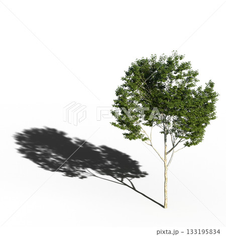 large tree with a shadow under it, isolated on a transparent background, 3D illustration, cg render 133195834
