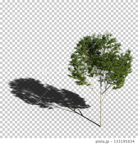 large tree with a shadow under it, isolated on a transparent background, 3D illustration, cg render 133195834
