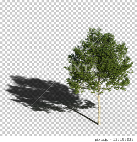 large tree with a shadow under it, isolated on a transparent background, 3D illustration, cg render large tree with a shadow under it, isolated on a transparent background, 3D illustration, cg render 133195835